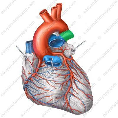Left pulmonary artery (a. pulmonalis sinistra)